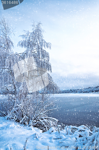 Image of Winter landscape with trees, covered with hoarfrost and lake 