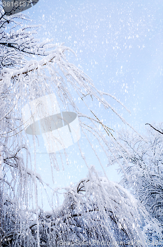 Image of Bottom view on hanging willow branches on ice in snow.