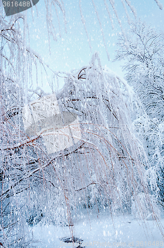 Image of Bottom view on hanging willow branches on ice in snow.