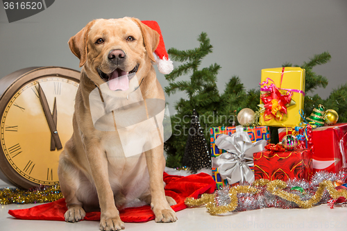 Image of Labrador with Santa Hat. New Year\'s garland 