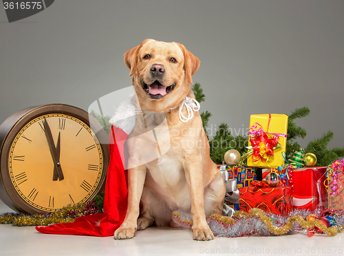 Image of Labrador with Santa Hat. New Year\'s garland and presents 