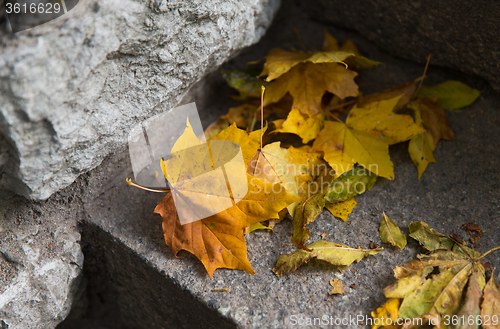 Image of close up of fallen maple leaves on stone stairs