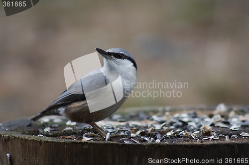 Image of nuthatch