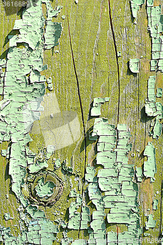 Image of old wood tree bark texture with green moss