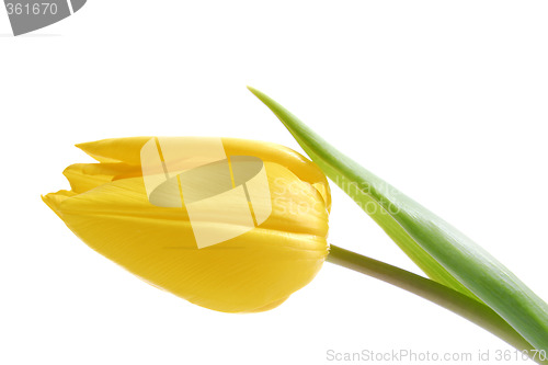 Image of YellowTulip