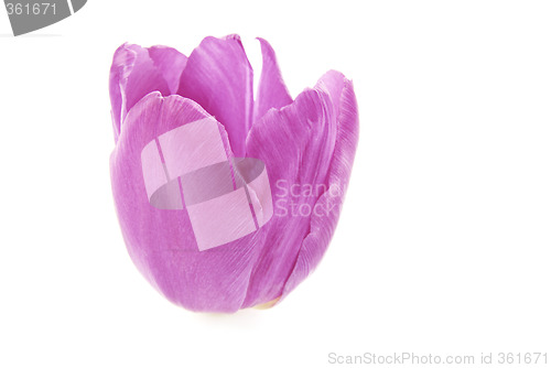 Image of Pink Tulip