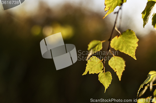 Image of leaves in autumn evening light