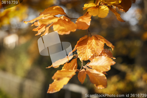 Image of leaves in autumn evening light