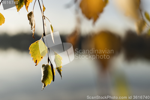 Image of leaves in autumn evening light