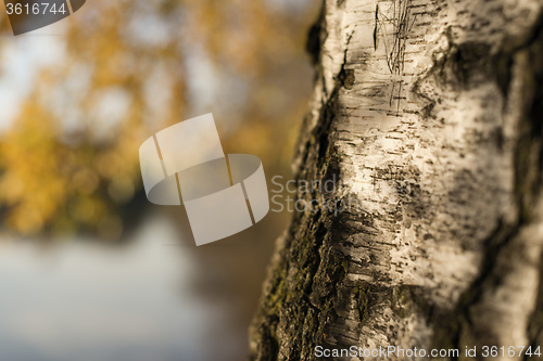 Image of closeup birch trunk in autumn