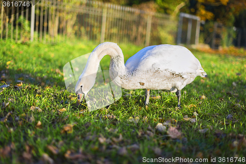 Image of swan in park