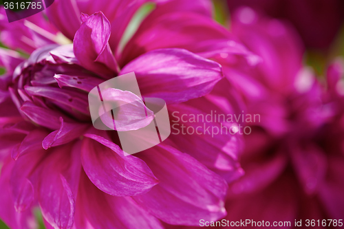 Image of dhalia purple flower