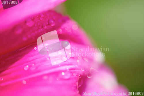 Image of dhalia purple flower