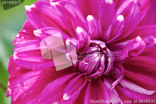 Image of dhalia purple flower