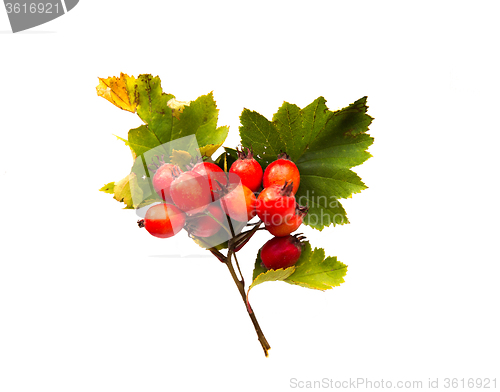 Image of hawthorn bunch with red ripe berries