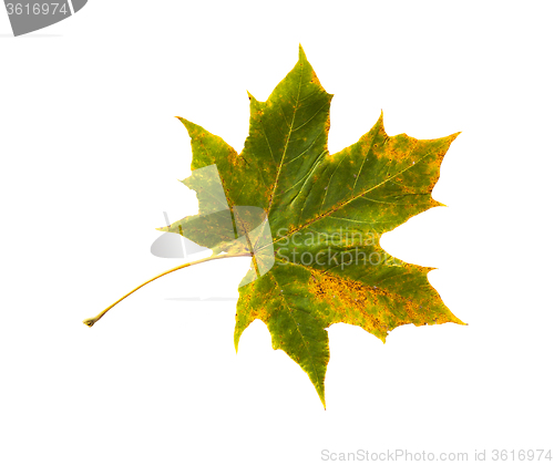 Image of dry fallen maple leaf