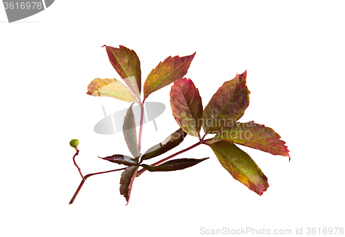 Image of autumn grape leaves or vine