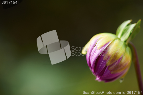 Image of dhalia purple flower