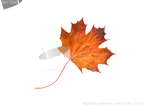 Image of dry fallen maple leaf