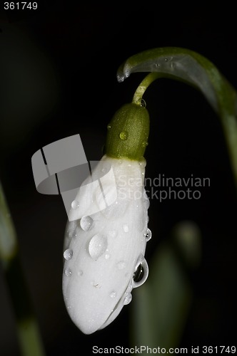 Image of snowdrop after the rain