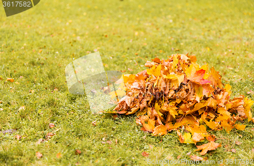 Image of heap of fallen maple leaves on grass