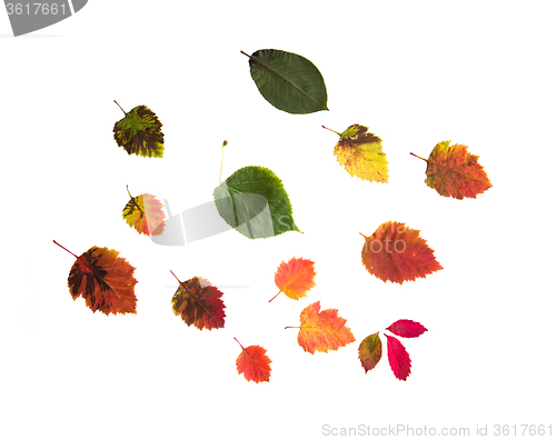 Image of set of many different fallen autumn leaves