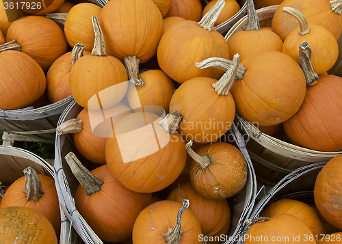 Image of Pumpkin, Fall