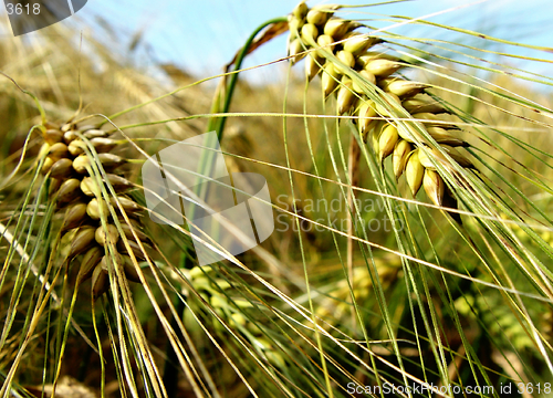 Image of nearly ripe