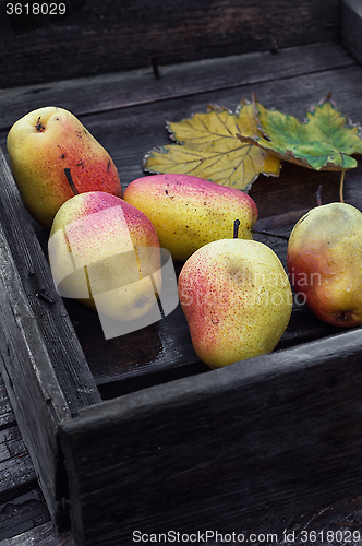 Image of harvest of pears