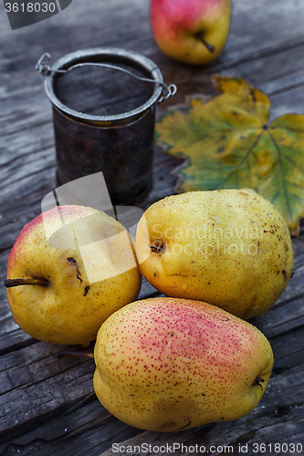 Image of Autumn harvest of pears