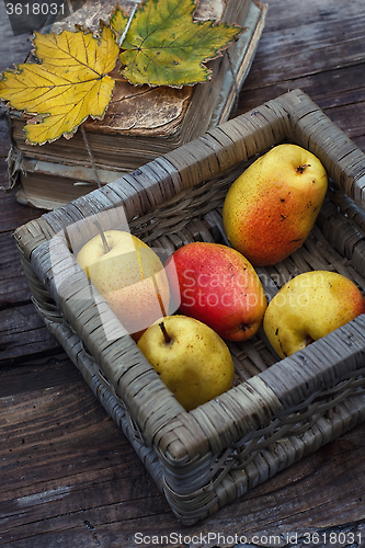 Image of Autumn harvest of pears