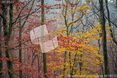 Image of Pathway through the autumn forest