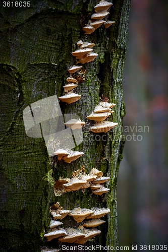 Image of Mushrooms in the enchanted forest 