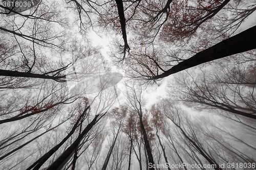 Image of Mighty trees standing in the enchanted forest