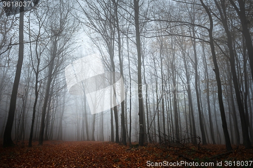 Image of Pathway through the autumn forest