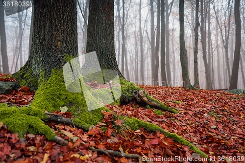 Image of Autumn day in the enchanted forest 