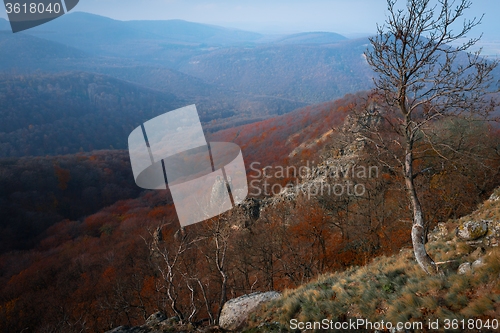 Image of Aerial view of autumn forest