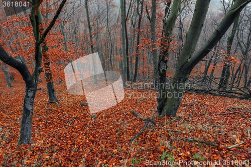Image of Autumn day in the enchanted forest 