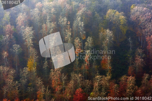 Image of Aerial view of autumn forest