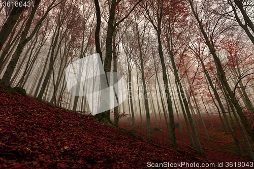 Image of Autumn day in the enchanted forest 