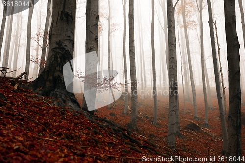 Image of Autumn day in the enchanted forest 