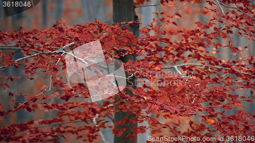 Image of Autumn day in the enchanted forest 