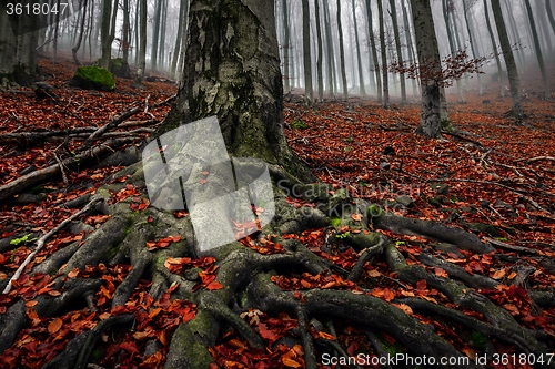 Image of Autumn day in the enchanted forest 