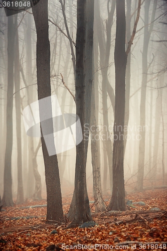 Image of Autumn day in the enchanted forest 