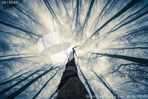 Image of Mighty trees standing in the enchanted forest