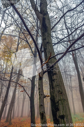 Image of Autumn day in the enchanted forest 