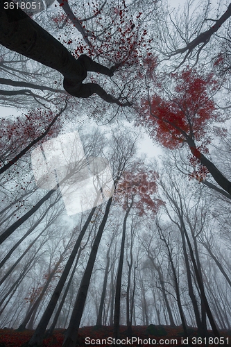 Image of Mighty trees standing in the enchanted forest