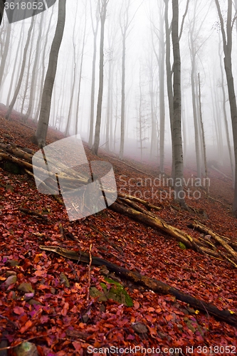 Image of Autumn day in the enchanted forest 