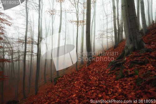 Image of Autumn day in the enchanted forest 