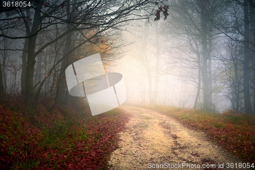 Image of Pathway through the autumn forest